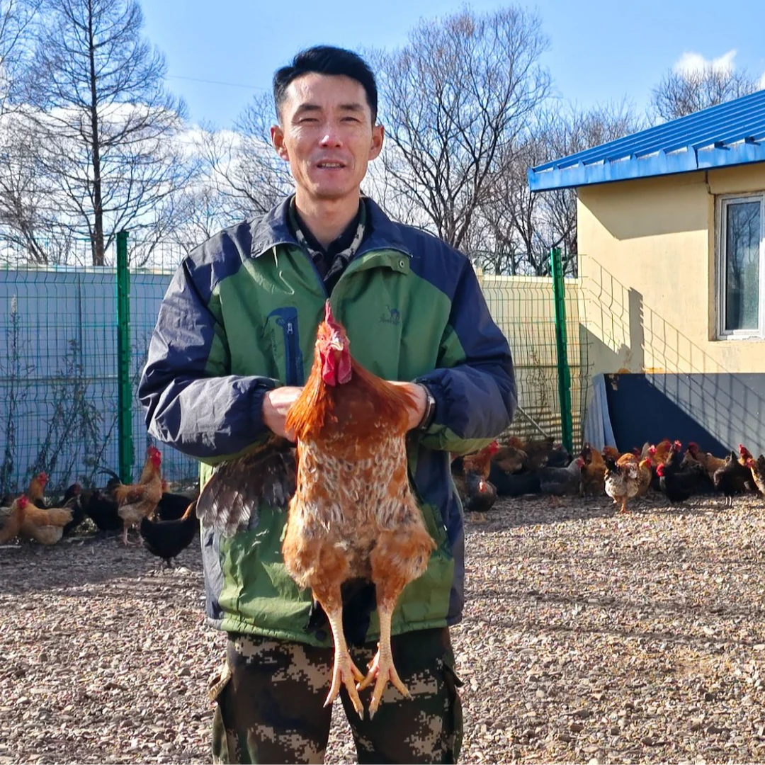 新立村散养吃蚯蚓的土鸡