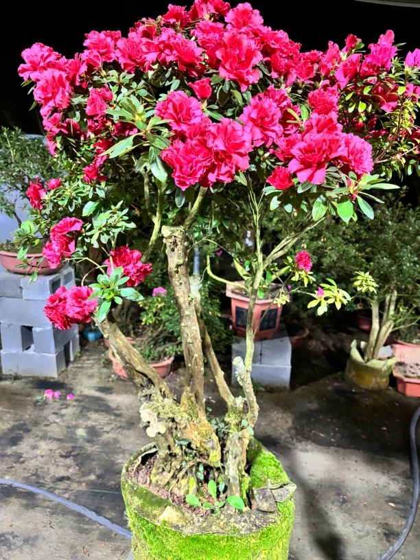 杜鹃桩盆景 大富贵