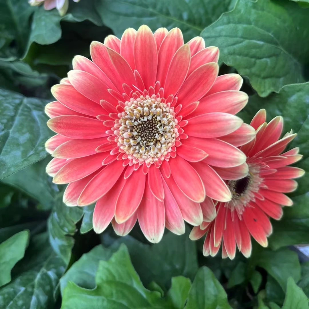 非洲菊盆栽阳台卧室一物一拍