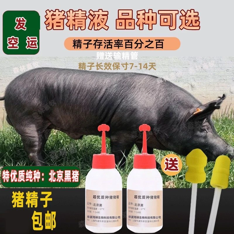 高产太湖母猪公猪猪精液优选精品发货一件包邮包对版猪场推荐