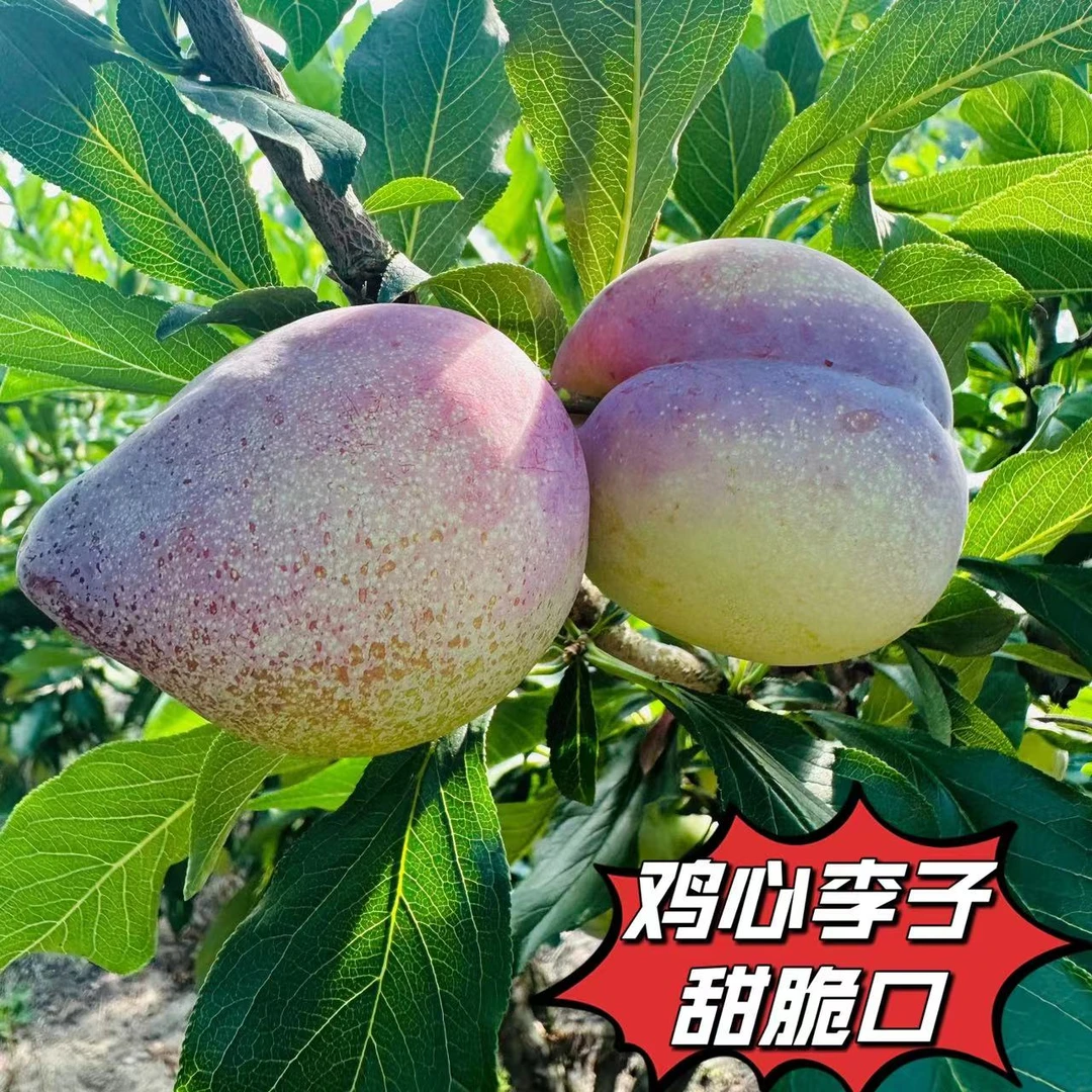 东北新鲜鸡心李子干碗李子西梅李子甜脆口3斤5斤包邮顺丰食用水果