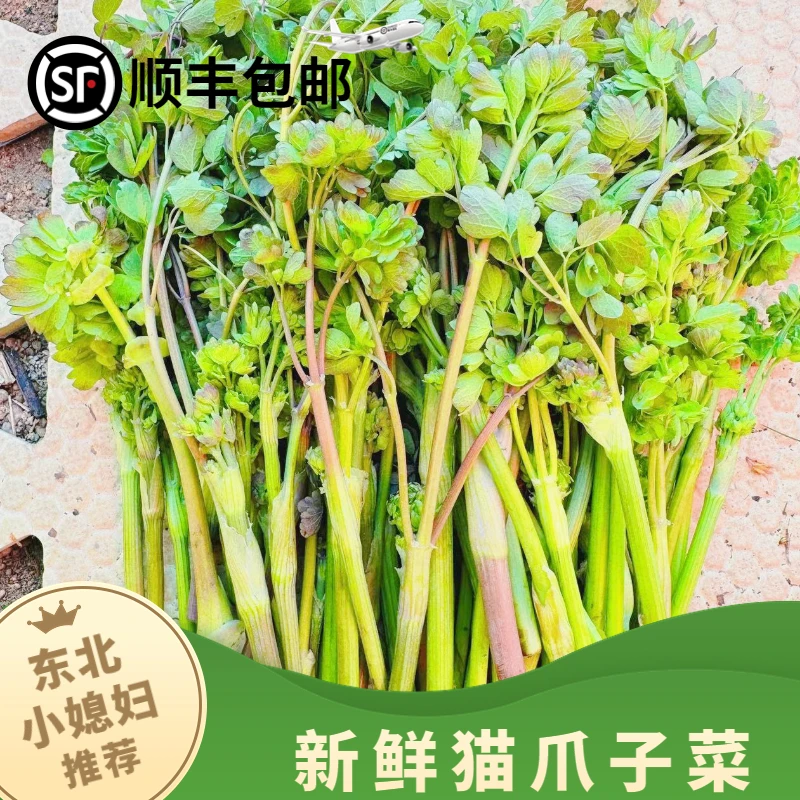 东北野生猫爪子 新鲜猫爪子菜1/2/3斤4斤顺丰包邮辽宁山菜食用