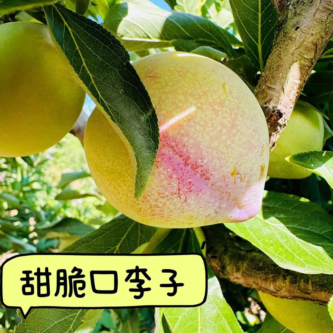 东北新鲜鸡心李子干碗李子西梅李子甜脆口1斤3斤5斤包邮顺丰