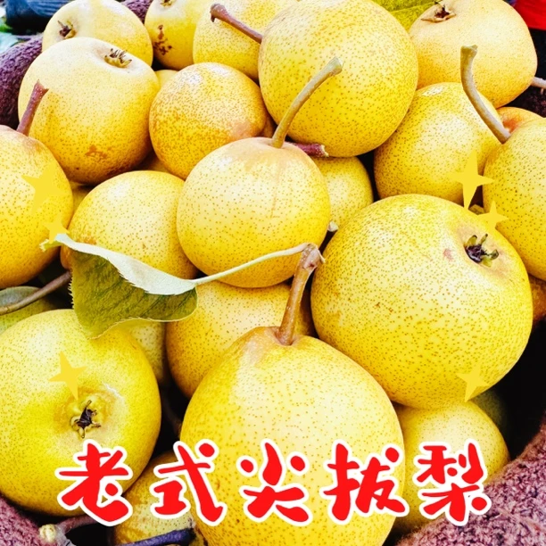 东北老式正宗尖把梨薄皮细肉3斤5斤包邮顺丰