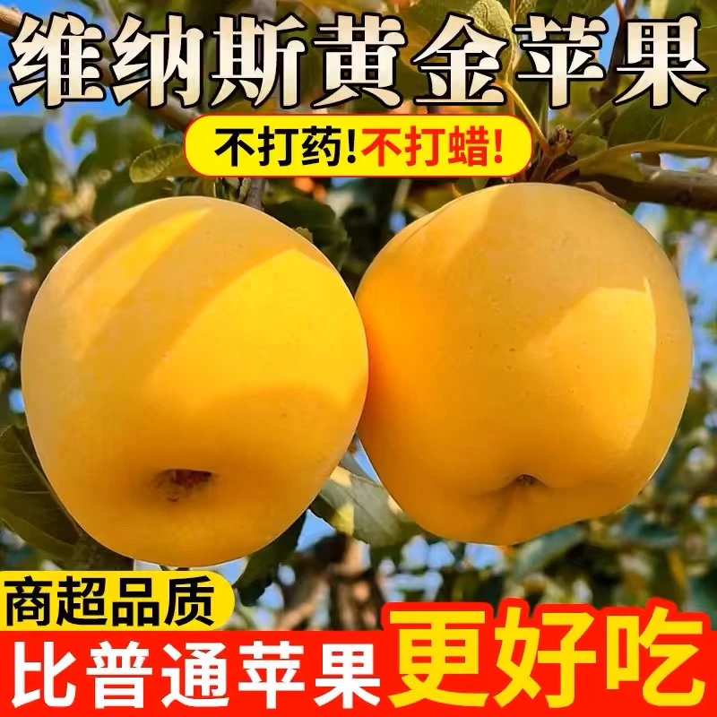 【纯甜无酸】黄金维纳斯苹果新鲜水果正宗当季整箱奶油苹果山东烟台