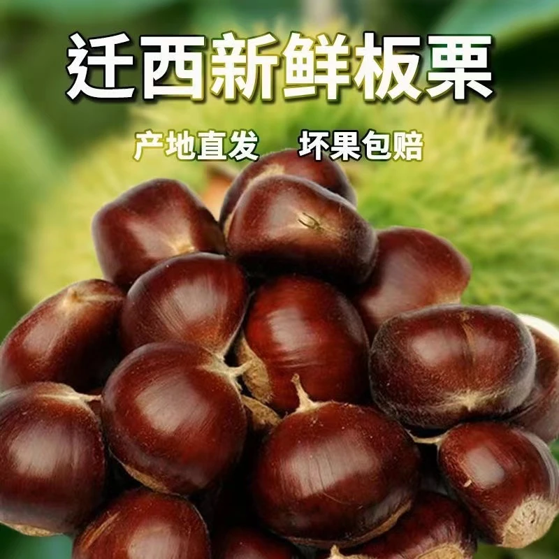 【今年新货】正宗燕山新鲜板栗现摘生栗子甜糯大板栗迁西油栗子批发