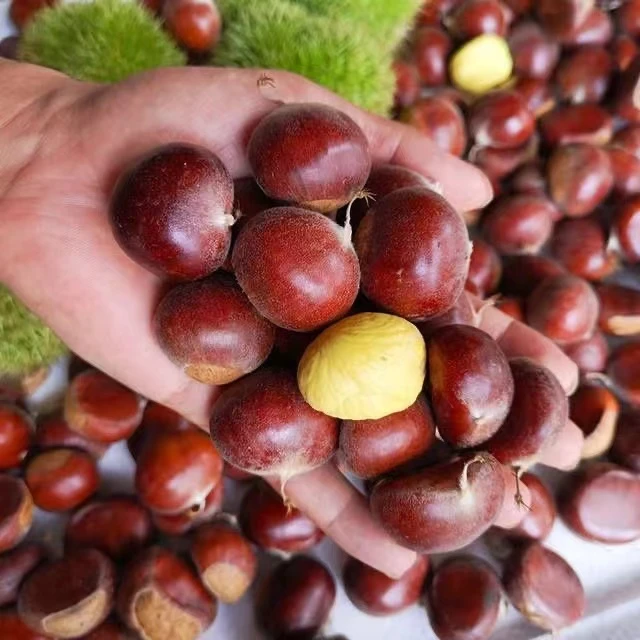 正宗迁西新鲜生板栗带壳河北遵化燕山老树栗子软糯香甜好剥壳毛栗