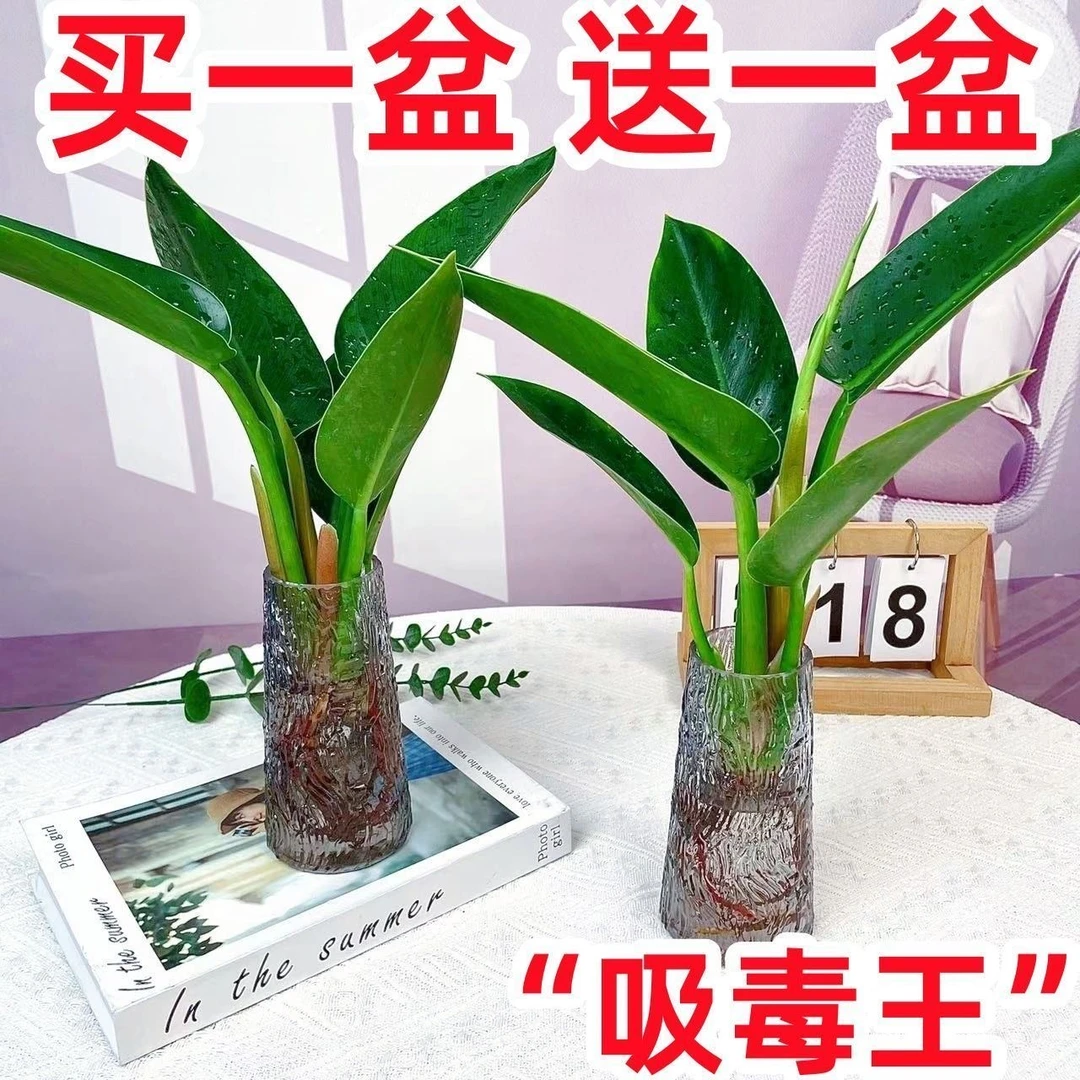 大叶铂金钻水培植物办公室桌面绿植室内懒人盆栽好养净化空气客厅