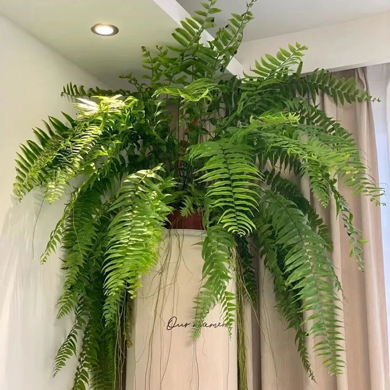 霸王蕨波士顿蕨大盆长叶垂吊肾蕨客厅室内盆栽雨林好养绿植蕨类