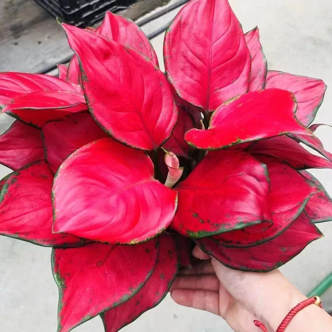 吉利红盆栽水培土培花卉如意皇后中国红室内植物净化空气好养植物