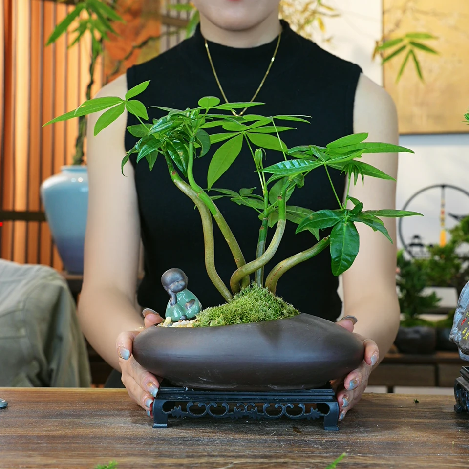 禅意中式发财树五福辫子发财树金钱树办公室内精华空气钱串子花卉