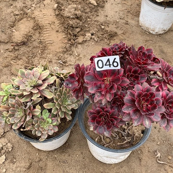 046粉黛➕香奈儿多肉植物