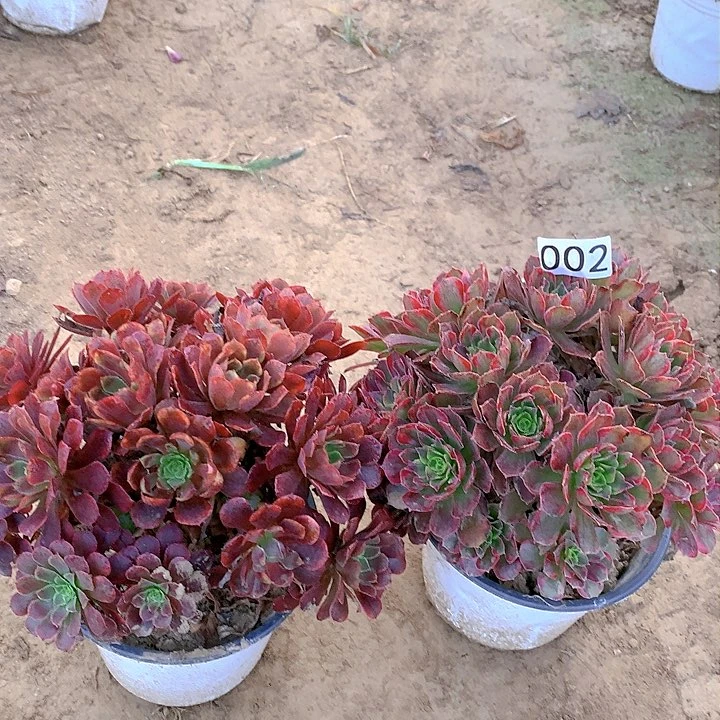 002安娜➕玫瑰没有售后多肉植物