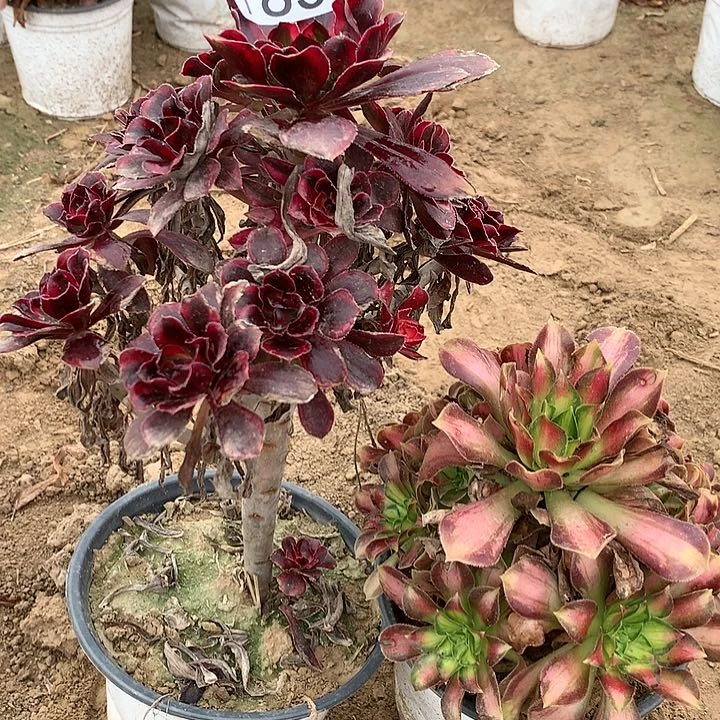 韶华➕香奈儿有个干巴DVD肉