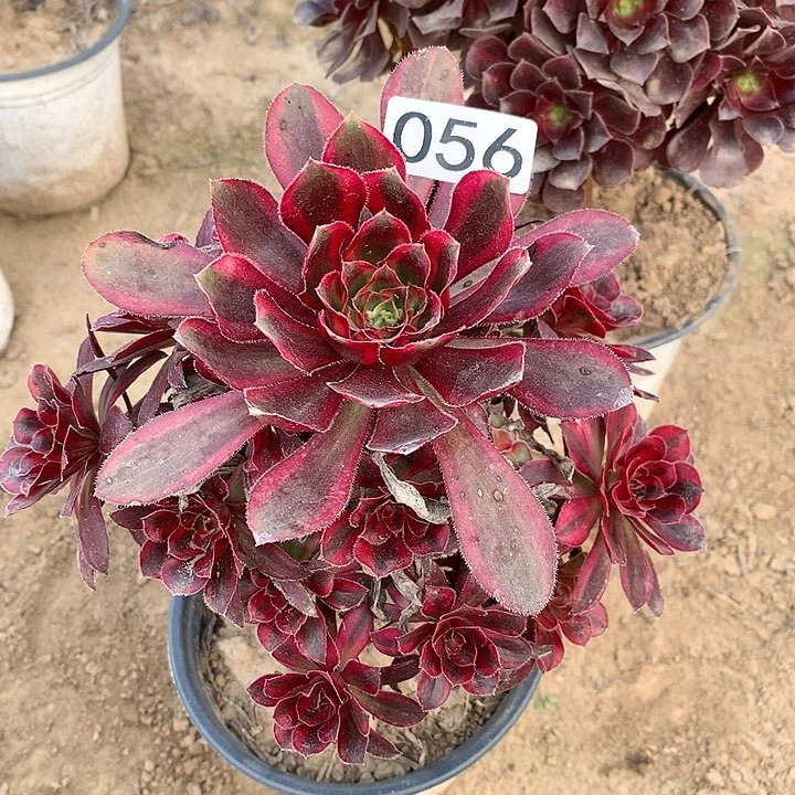 056香奈儿一颗多肉植物