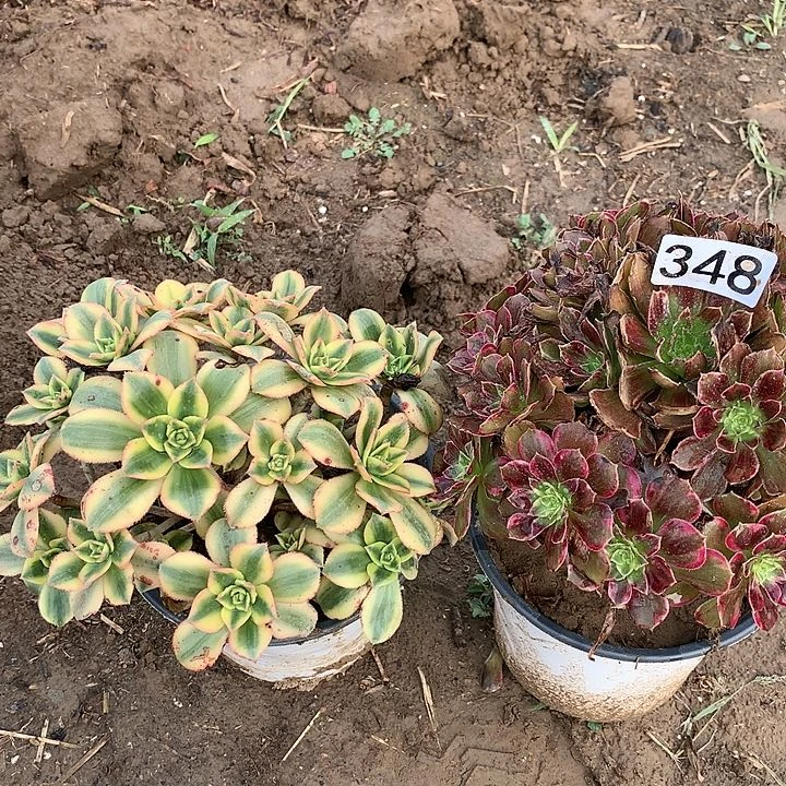 348星爆➕安娜多肉植物