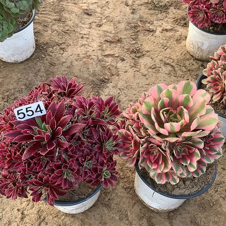 554火风➕女巫多肉植物