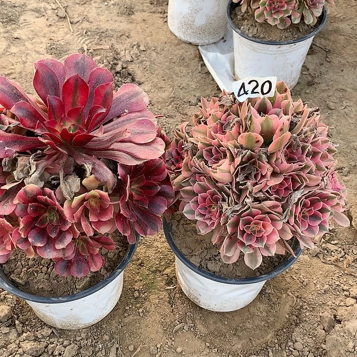 420美杜莎➕女巫多肉植物