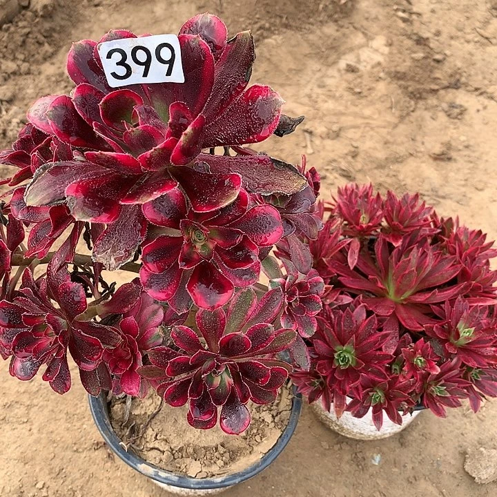 399香奈儿➕凤凰多肉植物