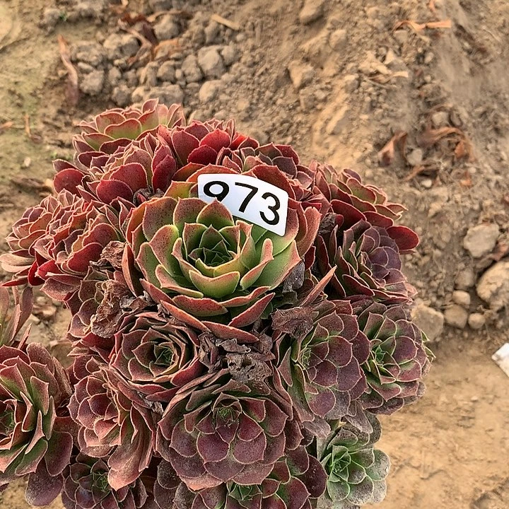 973荷兰玫瑰一颗多肉植物