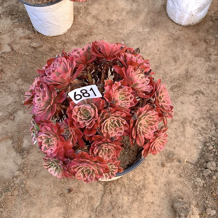 681铜壶超白绣球没有售后