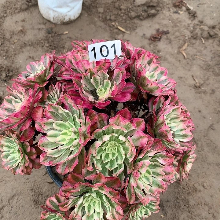 101铜壶超白绣球一颗