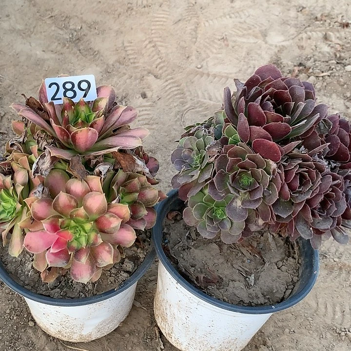 289韶华➕荷兰玫瑰多肉植物