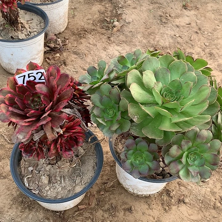 752红金刚➕红心沙拉碗