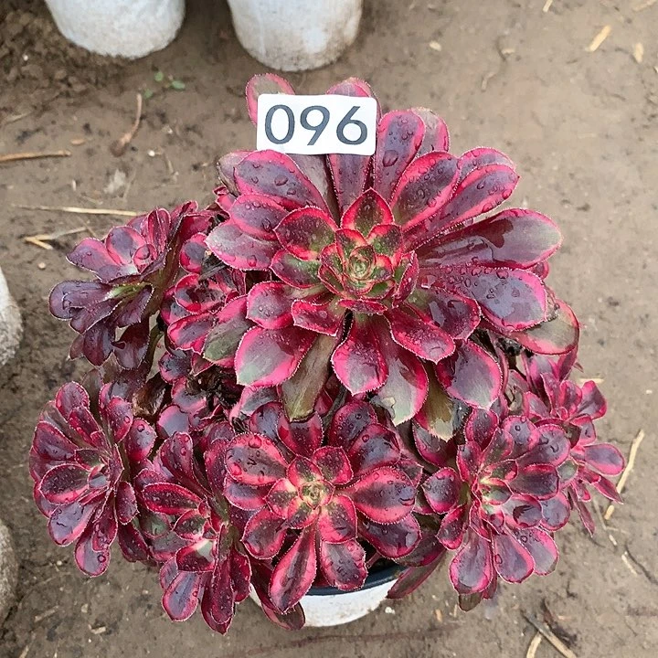 096香奈儿多肉植物