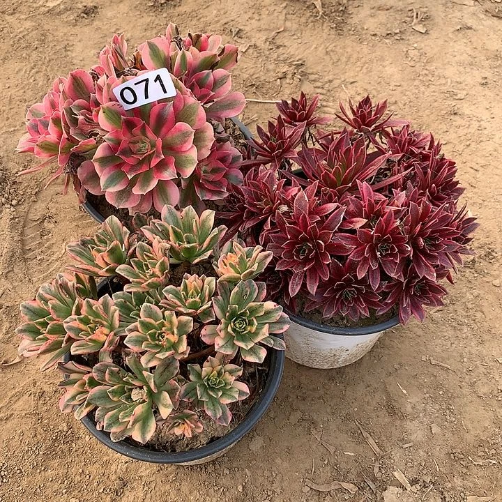 柳*儿071三颗小星星没有售后