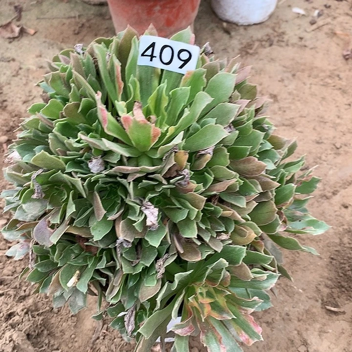 409光辉一颗多肉植物