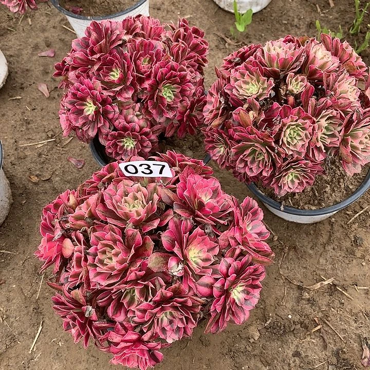 037三颗铜壶绣球多肉植物