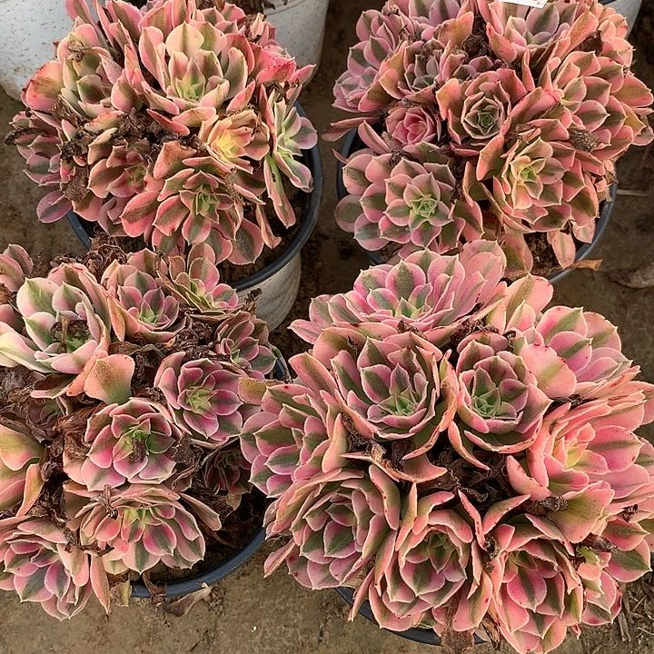 370四颗女巫绣球多肉植物