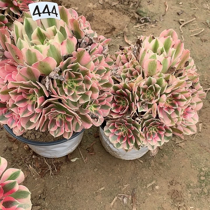 444两颗女巫多肉植物