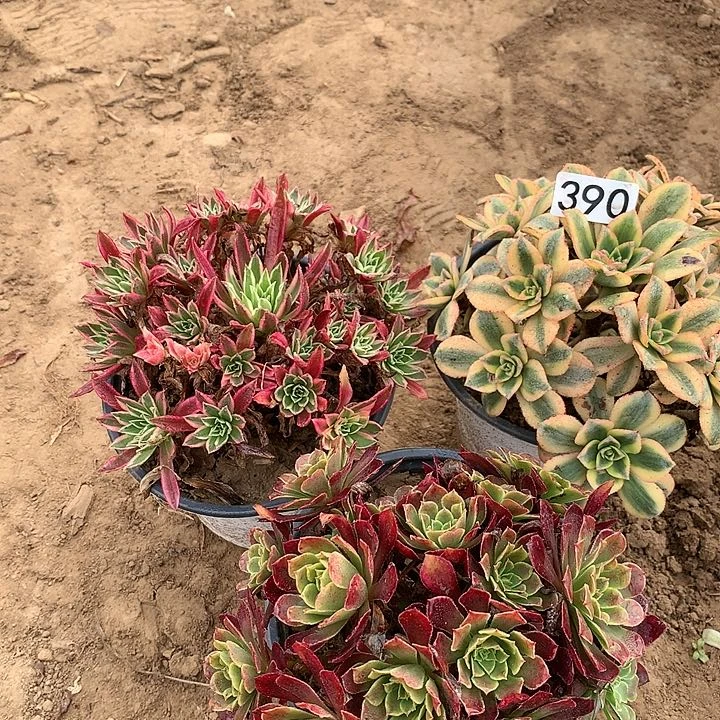 390三颗多肉植物小苗