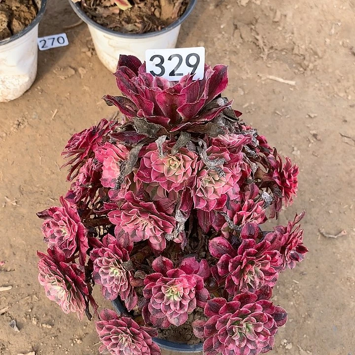 余**你329铜壶超白一颗多肉