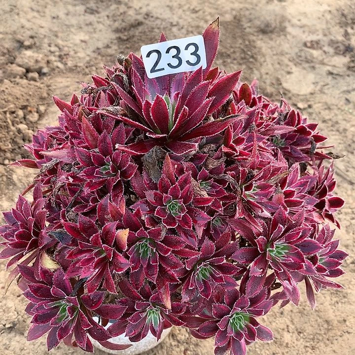 233凤凰超白一颗多肉