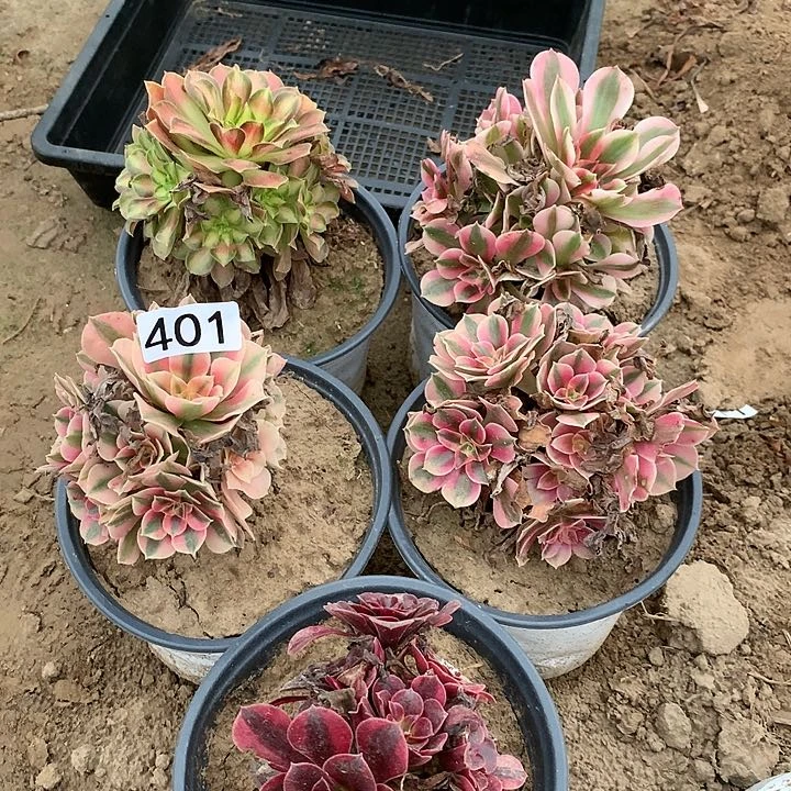 401五颗小苗多肉植物
