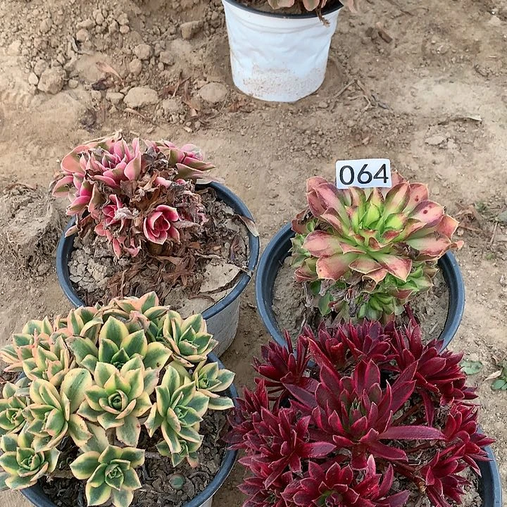 064四颗小星星DVD肉