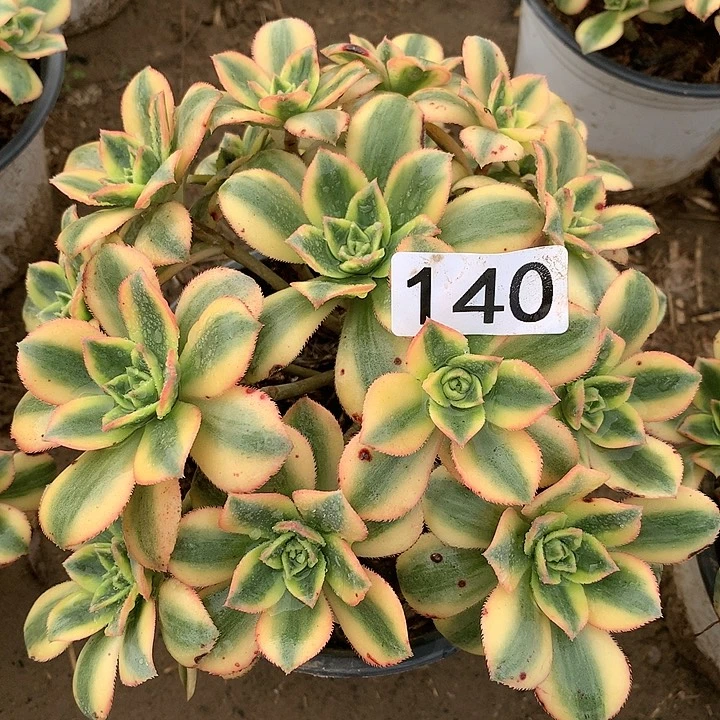 140星爆多肉植物