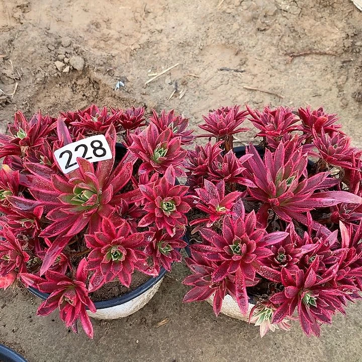 228两颗凤凰多肉植物