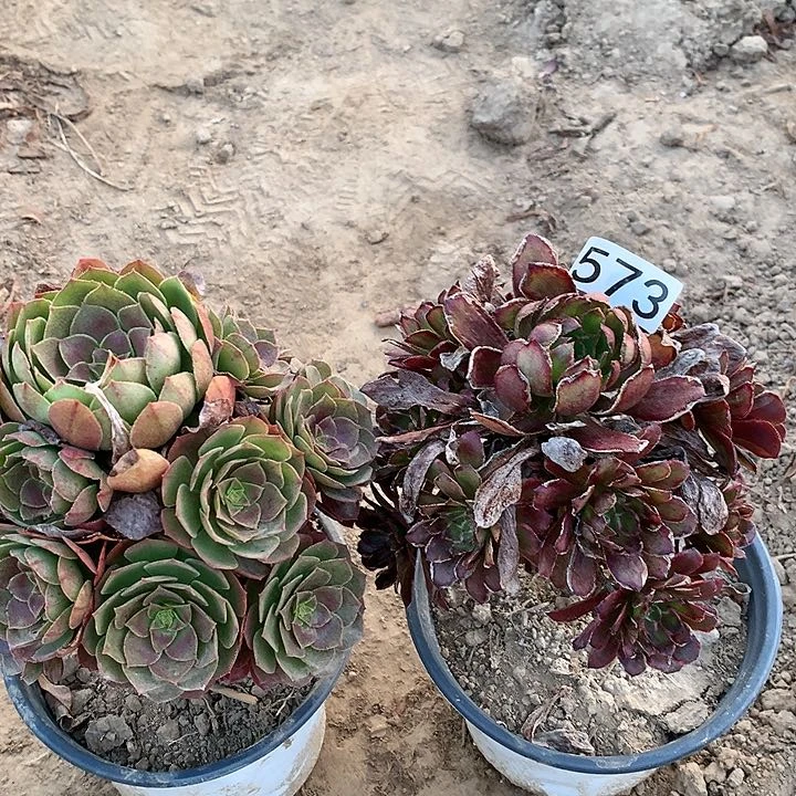 573莎拉完➕不知道多肉植物