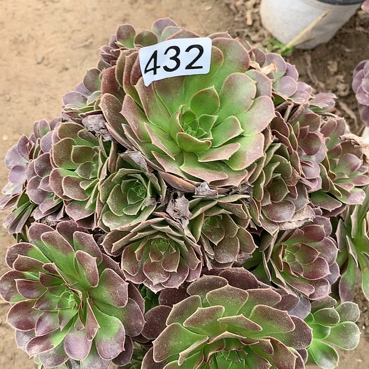 432荷兰玫瑰多肉植物
