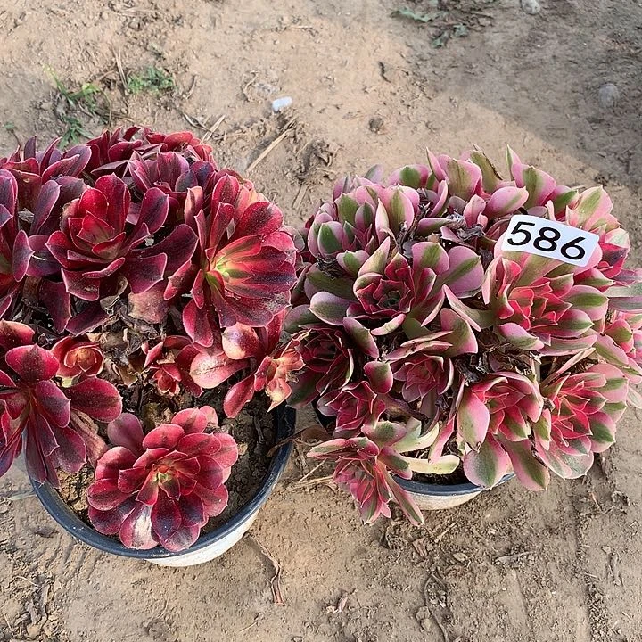586美杜莎➕女巫绣球多肉植物