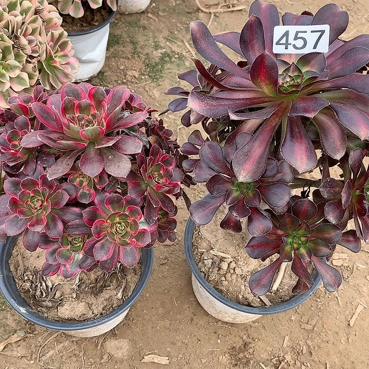 457晚霞➕香奈儿多肉植物