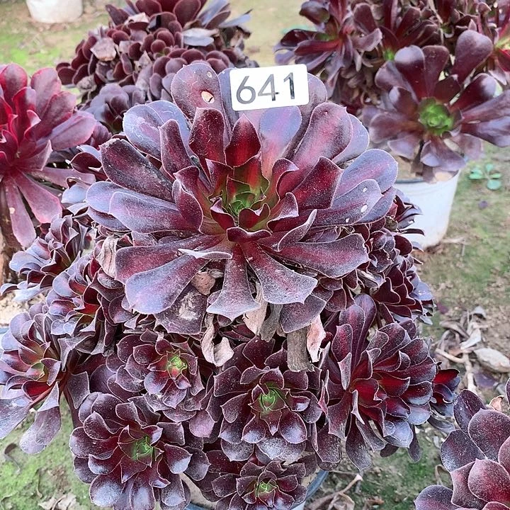 641花娜多肉植物