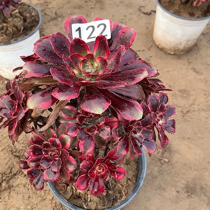 122香奈儿多肉植物