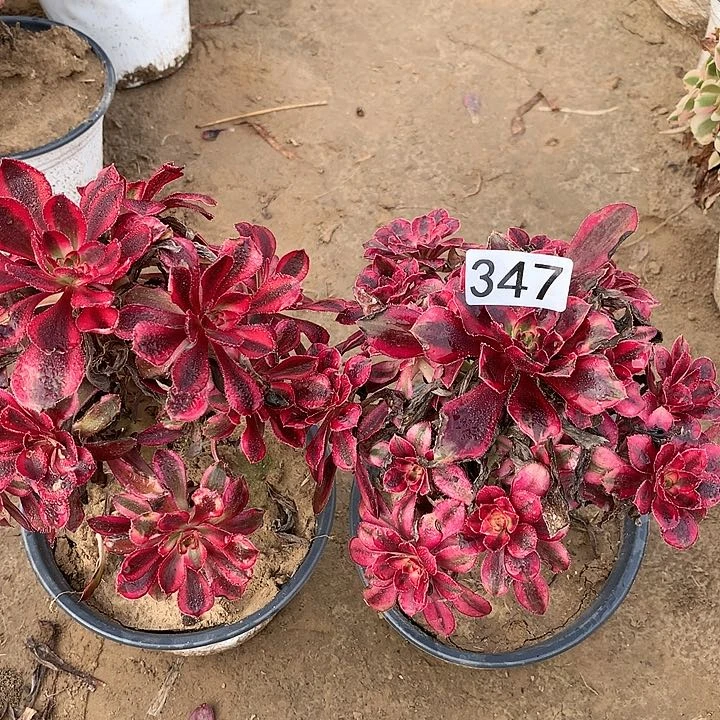 347两颗丽娜多肉植物