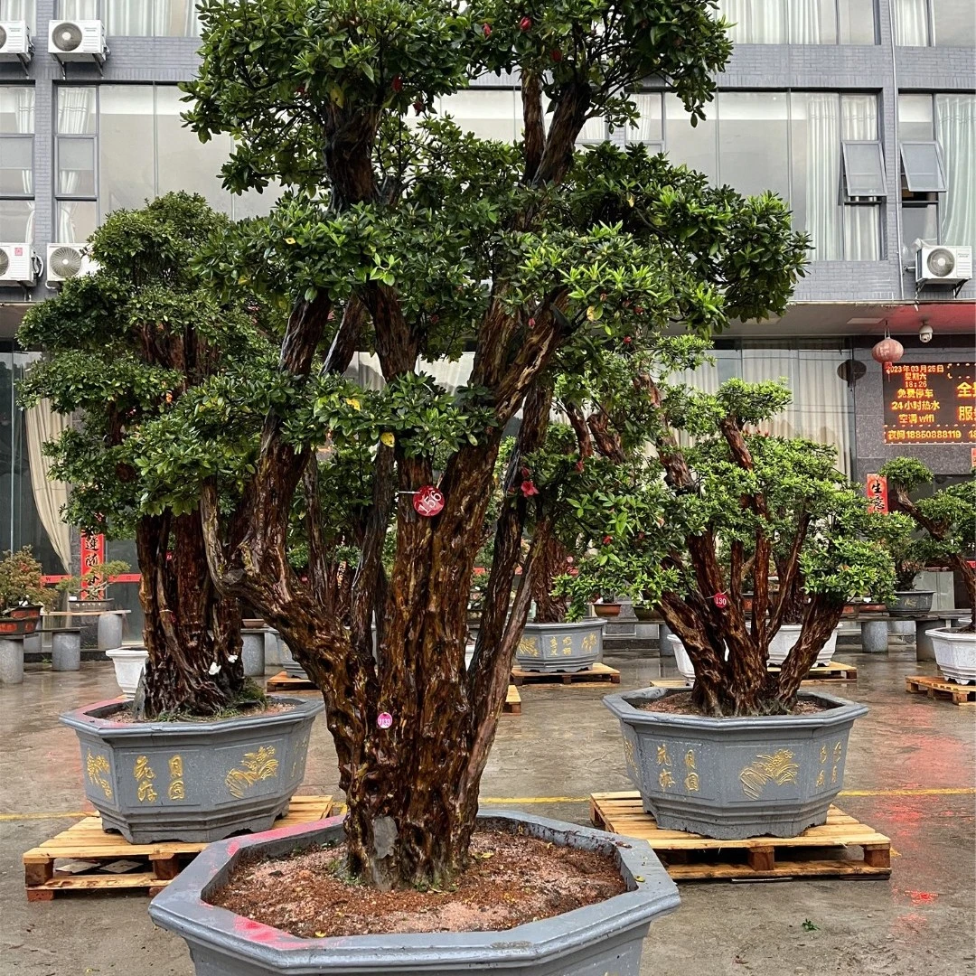 杜鹃老桩，适合地栽盆栽（包打木架不包邮）