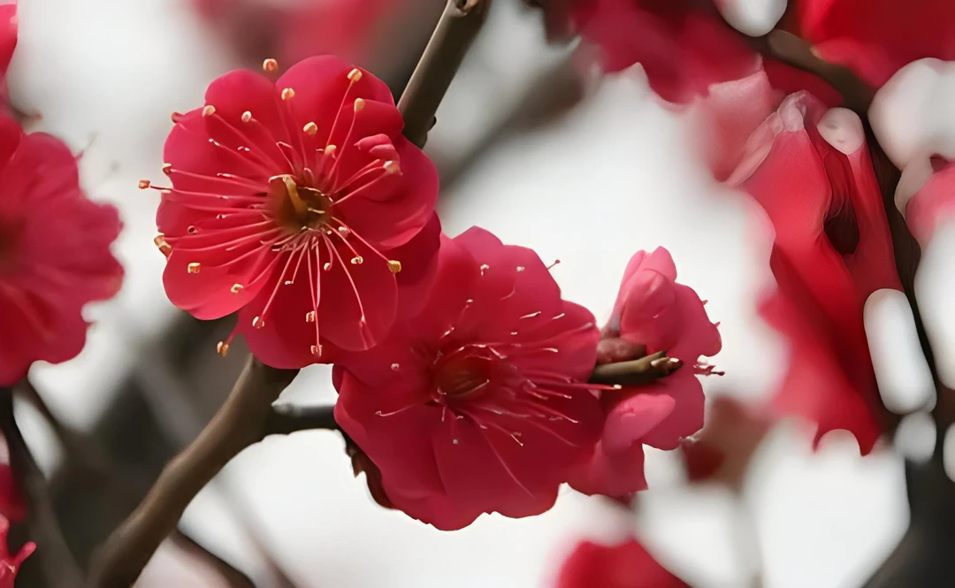 【竞拍专用】海棠花梅花